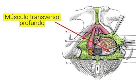 M Sculos Del Suelo P Lvico Jl Fisios