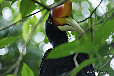 Hewan Kalimantan