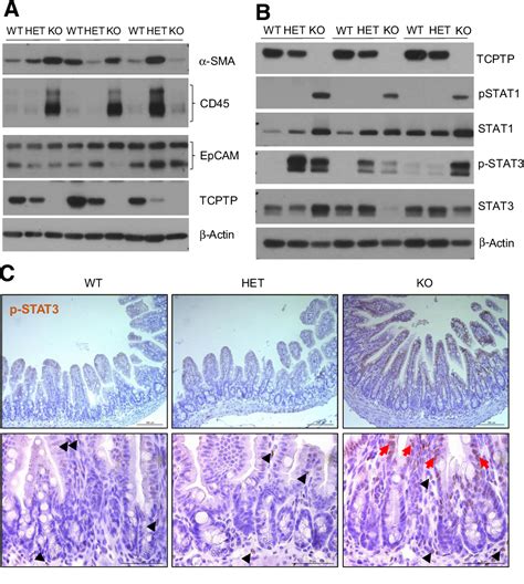 Table From Ptpn Is A Critical Regulator Of Ileal Paneth Cell