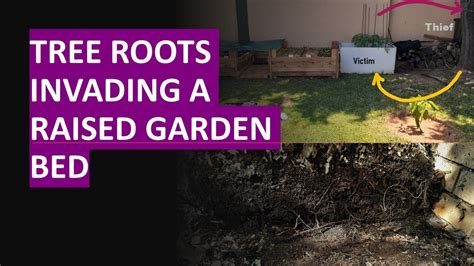 Tree Roots Invading Garden Bed How To Stop Them YouTube