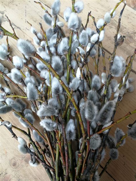 Medium Pussy Willow Bouquet Soft Willow Bunch Spring Home Etsy