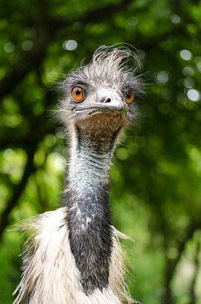 Emu Looking At Camera Stock Photos Pictures And Royalty Free Images Istock