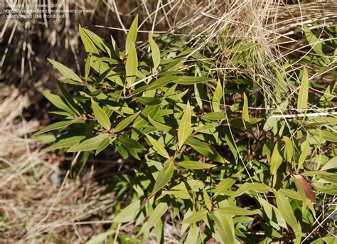 PlantFiles Pictures Maytenus Species Hard Log Mayten Magellan S