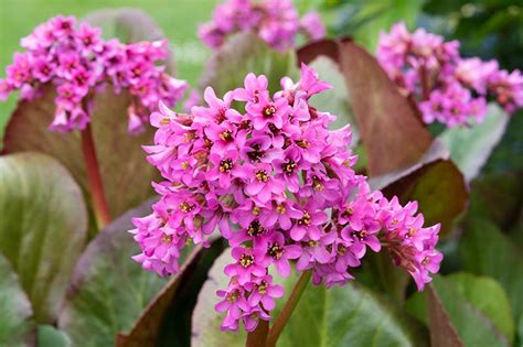 Bergenia Bob