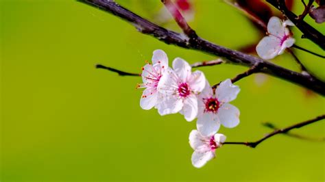 How To Prune Cherry Plum Tree - About Tree