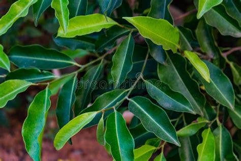 Indian Garden Decoration Trees Leaf Close View. Stock Photo - Image of beautiful, background ...