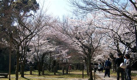 Cherry Blossoms In Kyoto - by Inside Kyoto