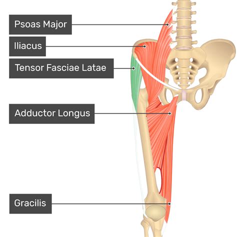 Tensor Fasciae Latae Attachments Action Innervation Getbodysmart