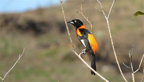 Foto Corrupi O Icterus Jamacaii Por Belgrano Rekowsky Wiki Aves A