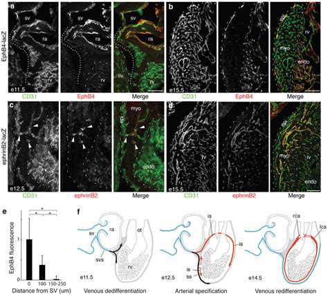 Downregulation Of Venous Markers And Induction Of Arterial Markers