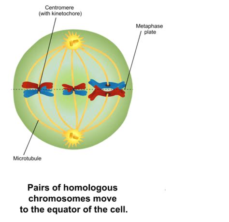 Metaphase 1 Meiosis Diagram