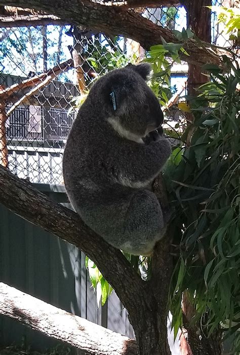 Does koala poop smell like cough drops? » Water Music