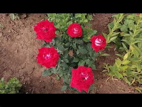 Чайно-гибридная роза, сорт Осирия, немецкая селекция - YouTube