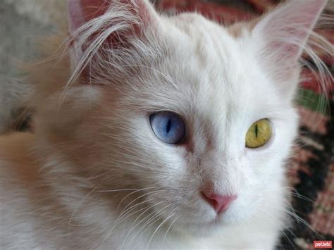 The Turkish Van Cat Is It Sweet — Steemit