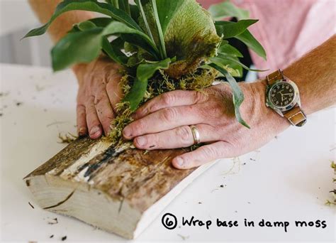 How To Mount A Staghorn Fern On A Board Easy DIY Staghorn Fern