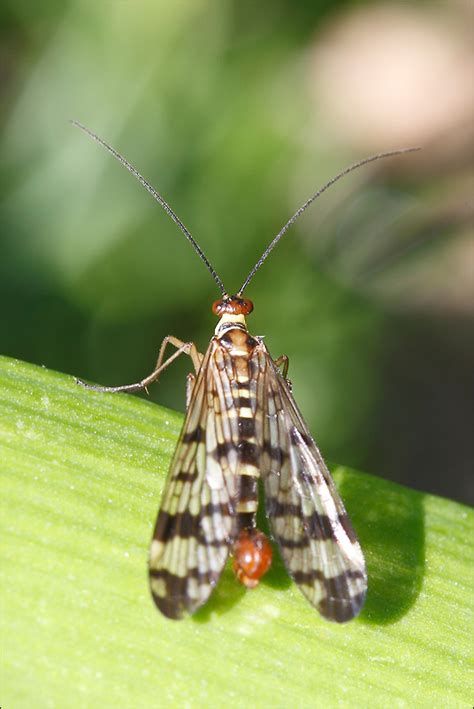 Réf 51383 INSECTA Mecoptera Panorpidae Panorpa cognata