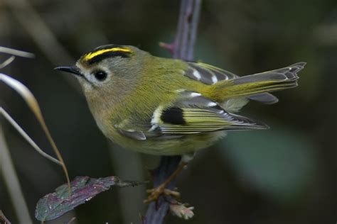 Goldcrest - BirdWatch Ireland