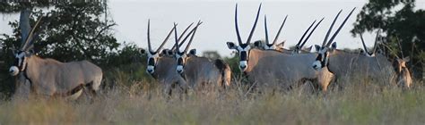 Gemsbok for Sale in Texas - Summit Whitetails & Exotics