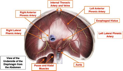 Surgical Anatomy Of Diaphragm Epomedicine