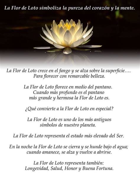 Flor De Loto Significado Y Frases Inspiradoras