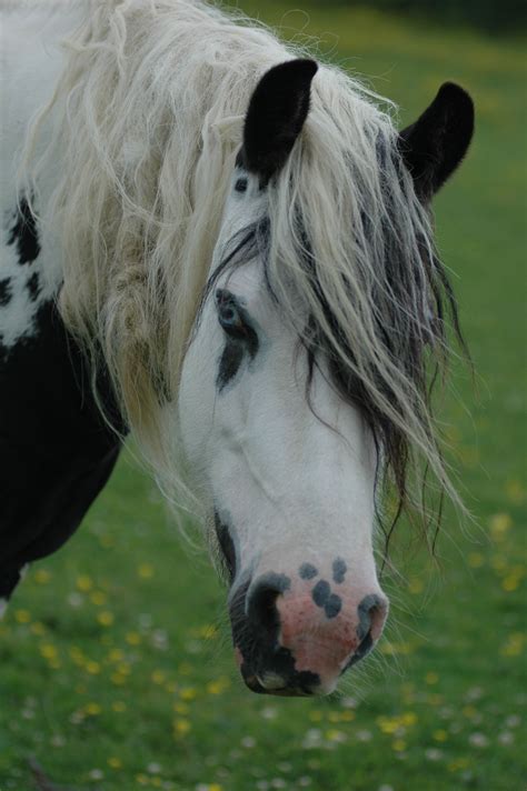 Irish Cob Pretty Horses Horse Markings Horse Love