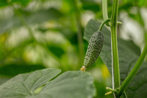 This Is How To Grow Cucumbers Farmworx Kenya Agricultural Solution