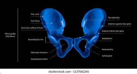 Iliac Tubercle Surface Anatomy