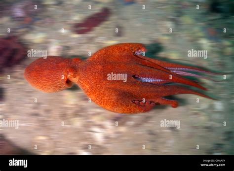 Pulpos gigantes del Pacífico o el pulpo gigante del Pacífico Norte