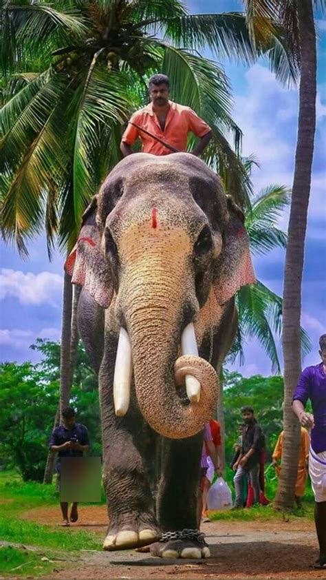 10 Famous Divine Elephants Temple in Kerala