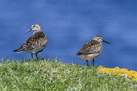 Two Dunlins Photo12 ImageBROKER Alimdi Arterra Philippe Clement