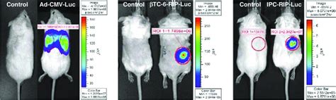 Real Time Non Invasive Bioluminescence Imaging Bli Of Ipcs In