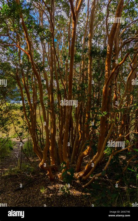 Close Up View Of Arrayan Plant Luma Apiculata In The Forest In Los