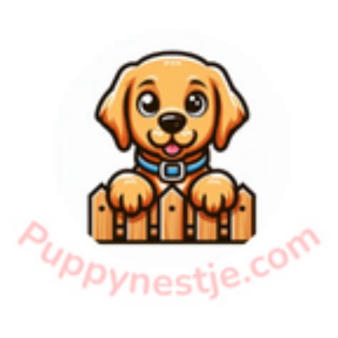 Berner Sennen vs Golden Retriever - puppynestje.com
