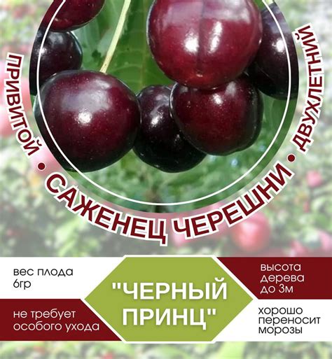 Саженцы Черешня Черный Принц - купить с доставкой по выгодным ценам в ...
