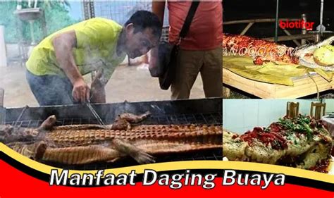 Temukan Manfaat Daging Buaya Yang Jarang Diketahui Biotifor