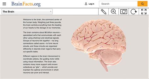 Website invites you to probe a 3-D human brain