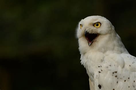 🔥 [70+] Snowy Owl Wallpapers | WallpaperSafari