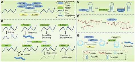 Insights Into N6 Methyladenosine M6a Modification Of Noncoding Rna In