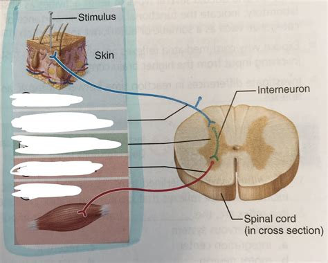 Basic Components Of Reflex Arcs Diagram Quizlet