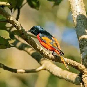 Scarlet minivet - Facts, Diet, Habitat & Pictures on Animalia.bio