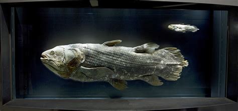 Coelacanth Smithsonian Institution