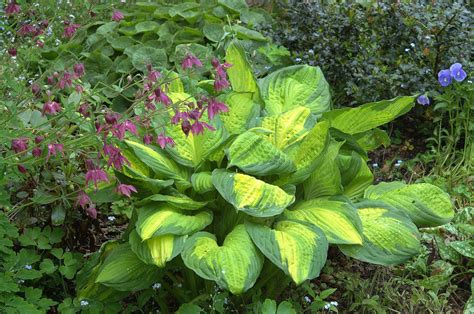 Designer Hostas | Hostas, Ground cover plants, Shade plants