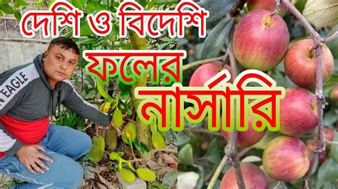 বিশ্বাস নার্সারি। বারোমাসি কাঁঠালকুল আম ও বিভিন্ন দেশি বিদেশি ফলের