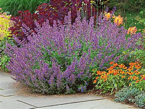 How To Grow Catmint Hgtv