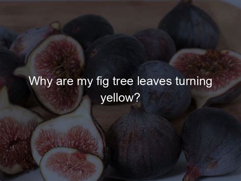 Why Are My Fig Tree Leaves Turning Yellow? - Figgy Life