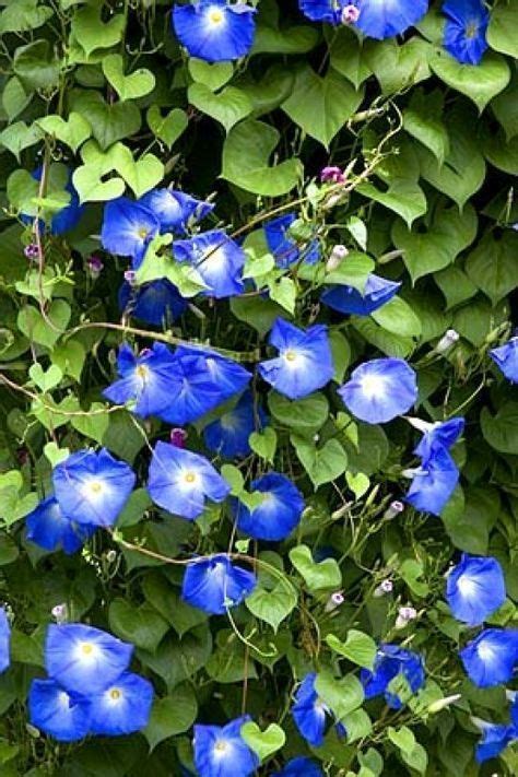 Ipomoea Heavenly Blue Flowers Climbing Flowers Garden Et Plants