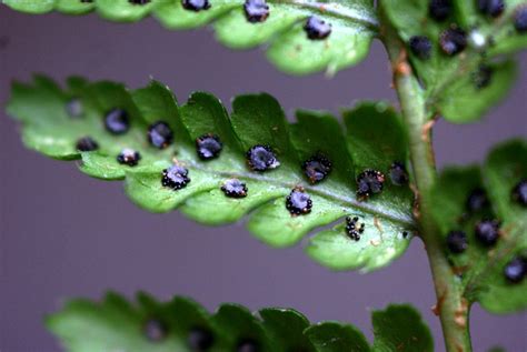 Geschubde Mannetjesvaren Dryopteris Affinis