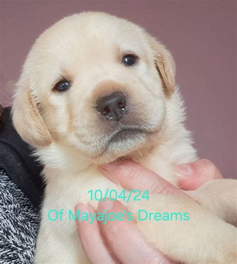 Chiots De Race Labrador Retriever En Grand Est