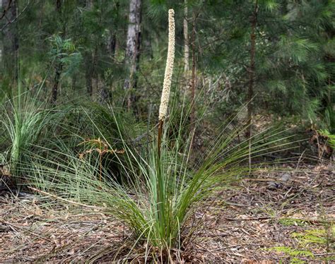 Grass Tree sea — Life in a Southern Forest