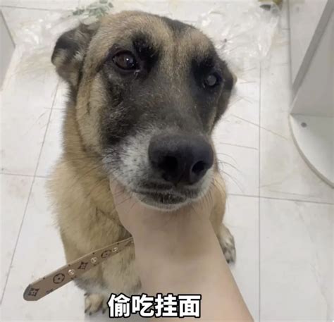 退役搜救犬偷吃7斤狗粮，网友：建议再去警犬基地确认一下是退役还是开除！ 宠界新闻